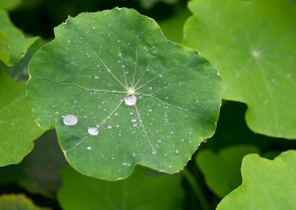 Centella asiatica